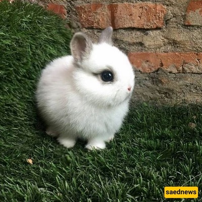 The Amazing Birth of an Elephant-Faced Baby Bunny + Photos