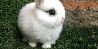 The Amazing Birth of an Elephant-Faced Baby Bunny + Photos