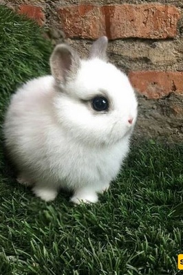 The Amazing Birth of an Elephant-Faced Baby Bunny + Photos