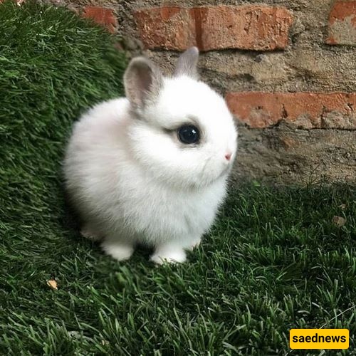 The Amazing Birth of an Elephant-Faced Baby Bunny + Photos