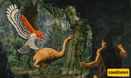 Haast’s Eagle