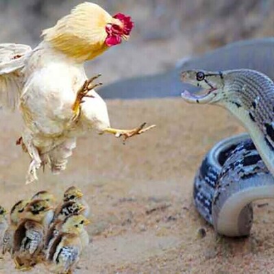 "Wildlife; Documentary of Wildlife Animals/Mother Hen vs. Cobra + Video"