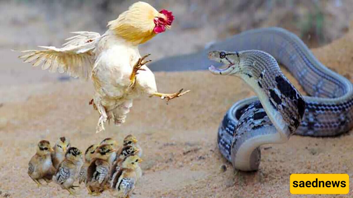 "Wildlife; Documentary of Wildlife Animals/Mother Hen vs. Cobra + Video"