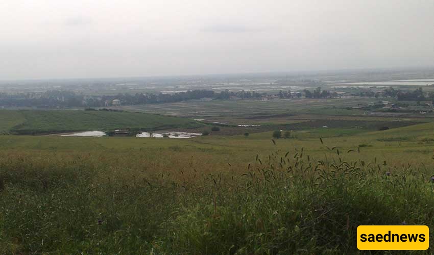 Oumal Forest