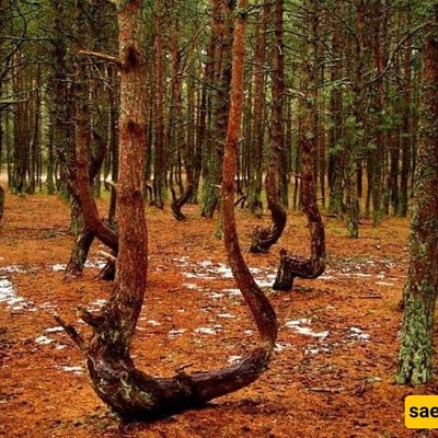 The Dancing Forest