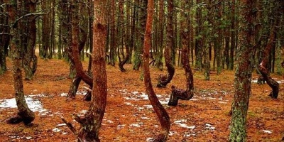 The Dancing Forest
