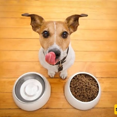 The Right Time and Method for Feeding Dogs: A Complete Guide to Canine Nutrition and Meal Schedules