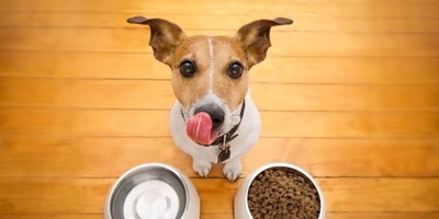 The Right Time and Method for Feeding Dogs: A Complete Guide to Canine Nutrition and Meal Schedules
