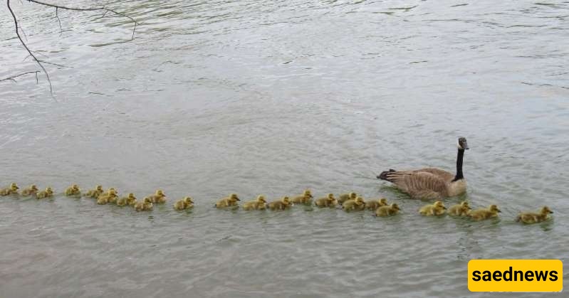 Goose 