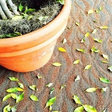 Why Does A Healthy Plant Suddenly Lose A Leaf?