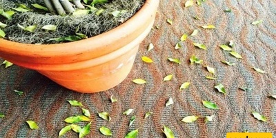 Why Does A Healthy Plant Suddenly Lose A Leaf?