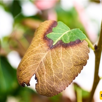 Why Do Plants Change Color After Exposure to Strong Light?
