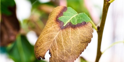 Why Do Plants Change Color After Exposure to Strong Light?