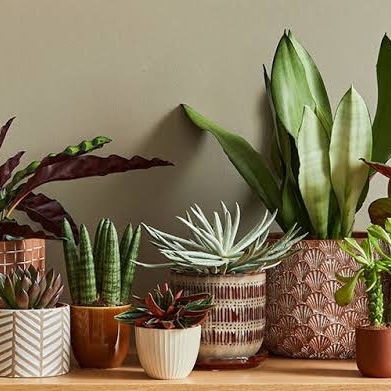 How Can You Choose The Right Pot For Every Plant?