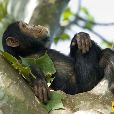 Which Are the Most Emotional Animals in the World?
