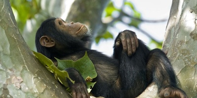 Which Are the Most Emotional Animals in the World?