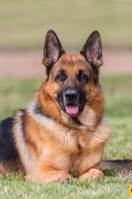 10 Reasons Why You Shouldn't Keep a Dog at Home! / What Are the Disadvantages of Keeping a Dog at Home?