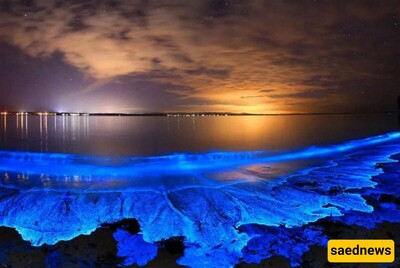 Why Do Some Beaches Glow with Bioluminescence?