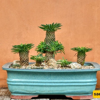Is the Madagascar Palm Toxic?