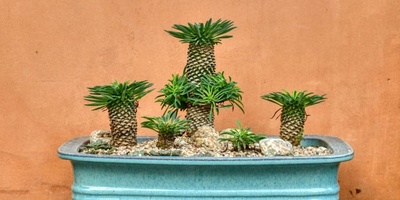 Is the Madagascar Palm Toxic?