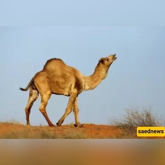 Is It Permissible to Shoot Halal Animals? 7 Conditions Every Hunter Must Know!