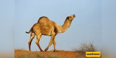 Is It Permissible to Shoot Halal Animals? 7 Conditions Every Hunter Must Know!