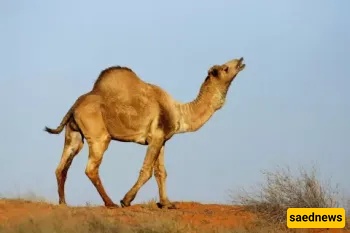 Is It Permissible to Shoot Halal Animals? 7 Conditions Every Hunter Must Know!