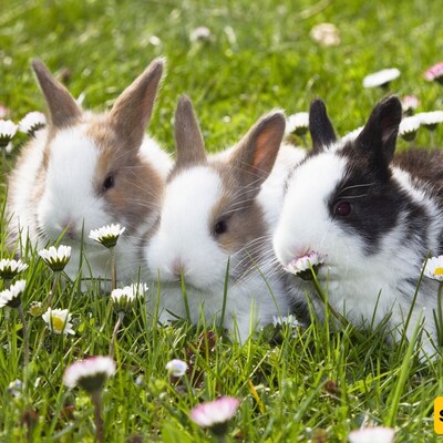 15 Sweet Rabbit Breeds To Adopt and Adore!