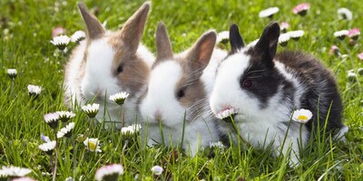 15 Sweet Rabbit Breeds To Adopt and Adore!