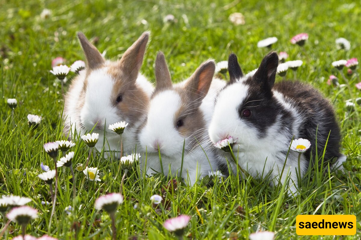 15 Sweet Rabbit Breeds To Adopt and Adore!