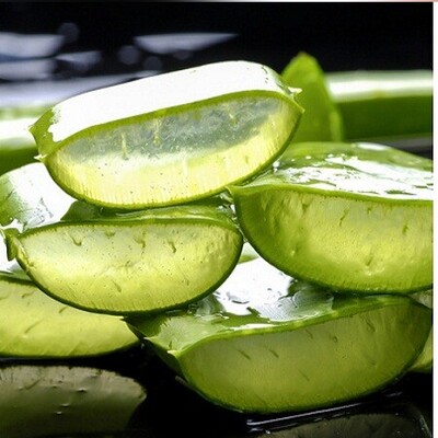 Discover the Healing and Beauty Powers of Aloe Vera