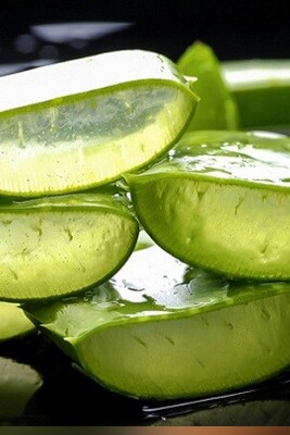 Discover the Healing and Beauty Powers of Aloe Vera