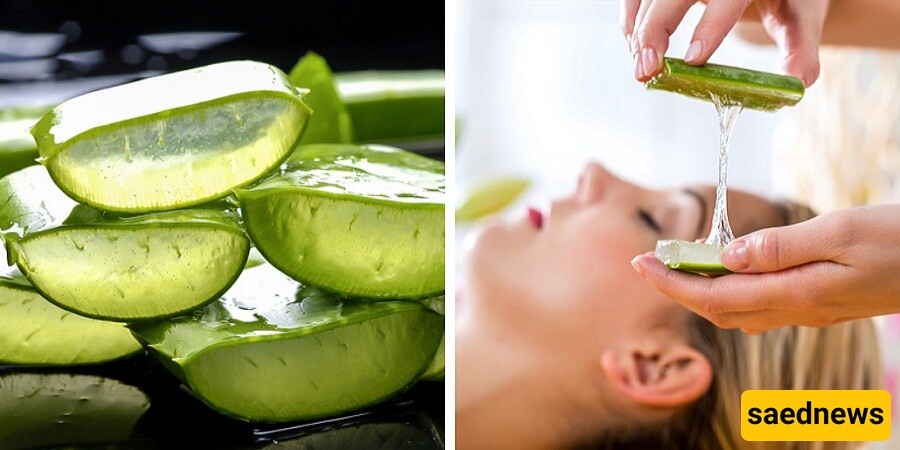 Discover the Healing and Beauty Powers of Aloe Vera