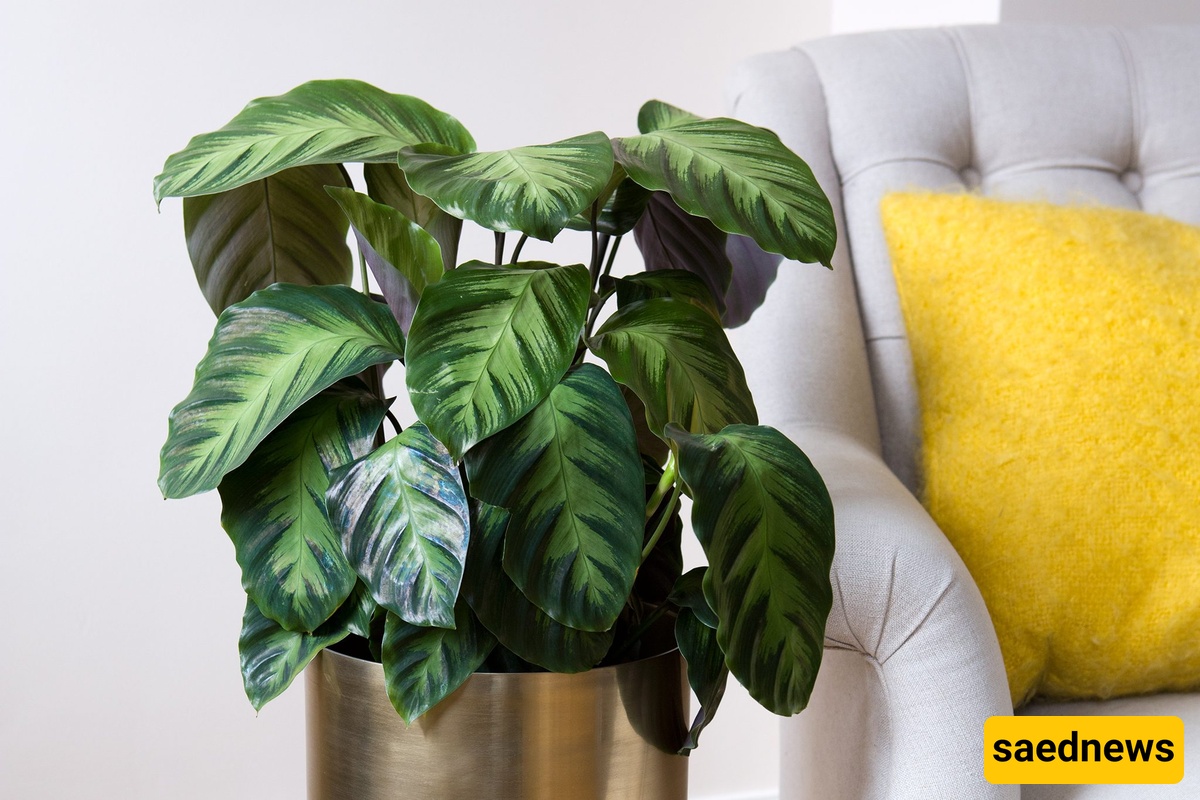 Large-Leaf House plant