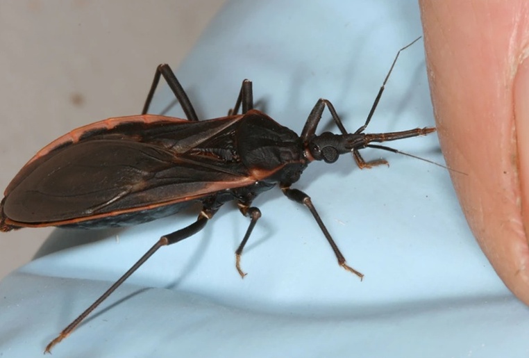 Kissing bug