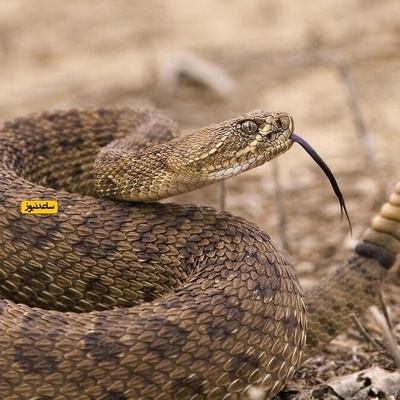 Wildlife Documentary Fans Rejoice: 92 Venomous Cobras Found Hiding in One Home!