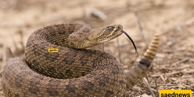 Wildlife Documentary Fans Rejoice: 92 Venomous Cobras Found Hiding in One Home!