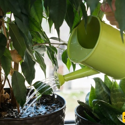 5 Signs Your Plant Is Being Overwatered