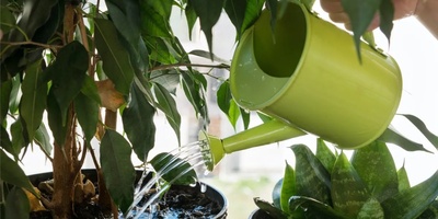5 Signs Your Plant Is Being Overwatered