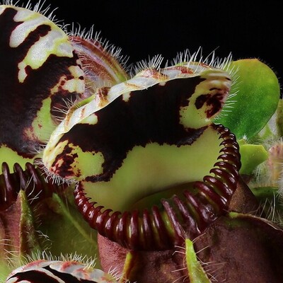 Why Do Some Plants Feast on Insects? The Science Behind Carnivorous Flora