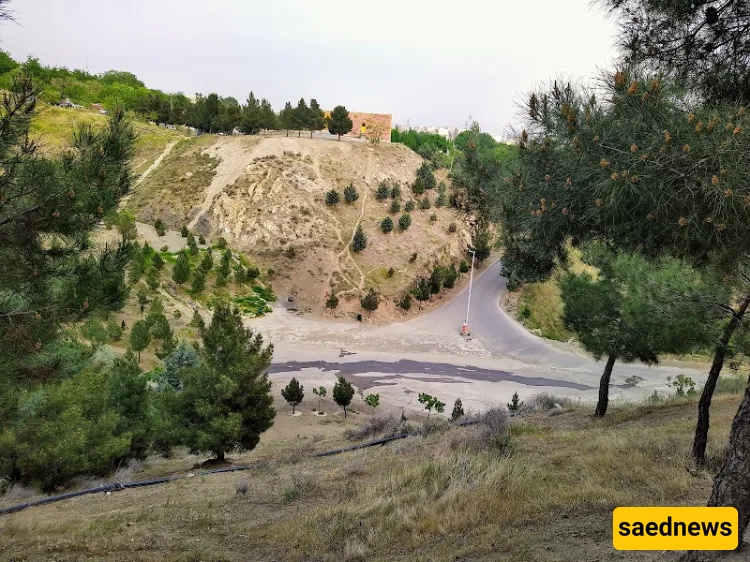 Kouhsar Forest Park
