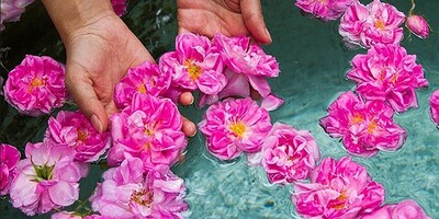 Kashan Rose Water Festival, The Blossoming Heart of Iran!