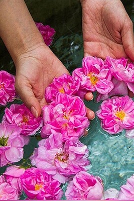 Kashan Rose Water Festival, The Blossoming Heart of Iran!