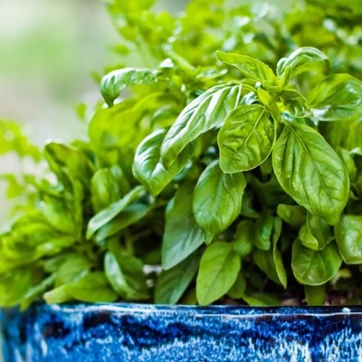 How to Grow Edible Herbs at Home; Suitable Soil for Growing Mint and Basil in Pots + Photos