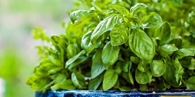 How to Grow Edible Herbs at Home; Suitable Soil for Growing Mint and Basil in Pots + Photos