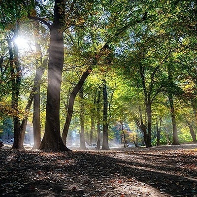 Autumn Splendor in Cheshmeh Lal Forest