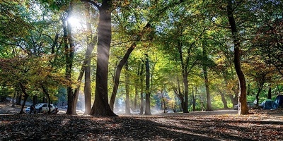 Autumn Splendor in Cheshmeh Lal Forest