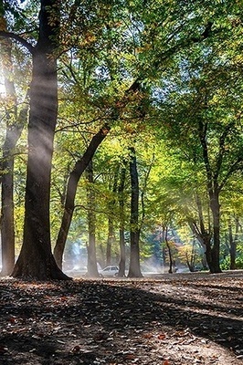 Autumn Splendor in Cheshmeh Lal Forest