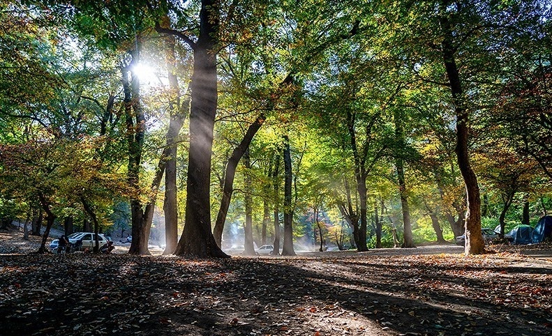 Autumn Splendor in Cheshmeh Lal Forest