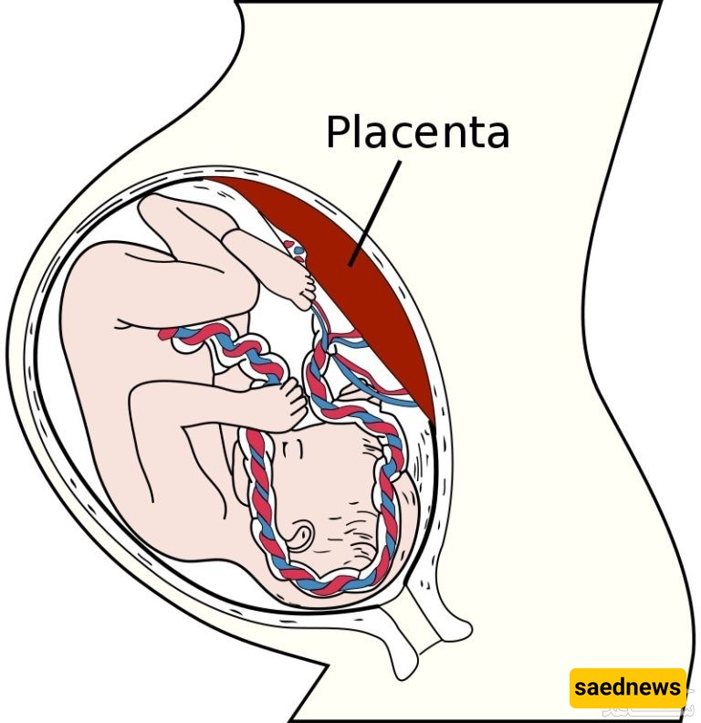 placenta 